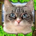 模拟流浪猫游戏最新安卓版